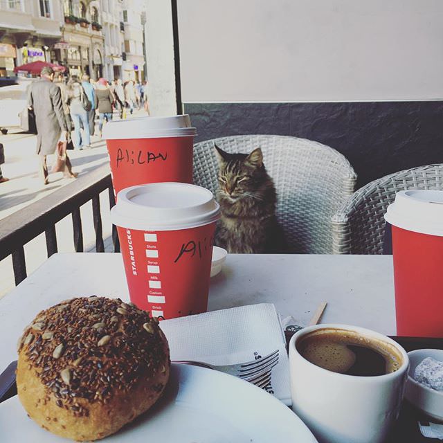 At with a cuties cat